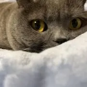 ちょろ