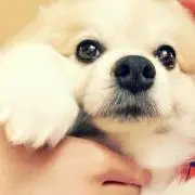 ありしお