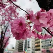 アイスクリームの画像