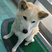 mikazuki1119の画像