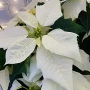 leoleoの画像