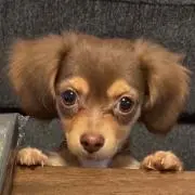 モモの画像
