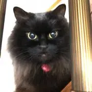 Rakkoの画像