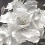 あちの画像