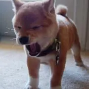 babachamaの画像