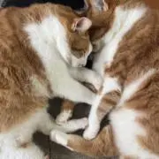 hide