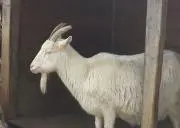 goatの画像