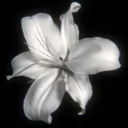 cocoの画像