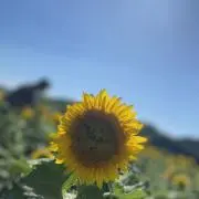 向日葵の画像