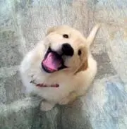 ろみひいの画像