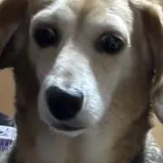 しろ