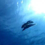 ぶんぶんの画像