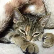 Kshinzanの画像