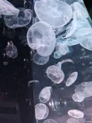 Rの画像