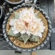 tenbo