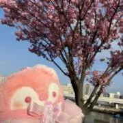 さくらペンの画像