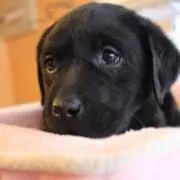 ポポ