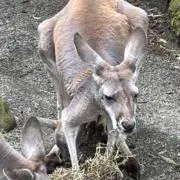 つつあすの画像
