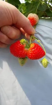 nonnoの画像