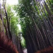 こさたにの画像