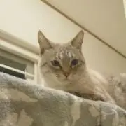 花ちゃん