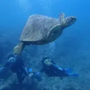 きゅう