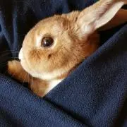 うさぎの画像