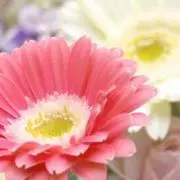 ゆり