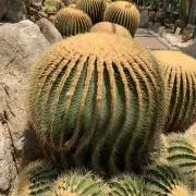 CCの画像