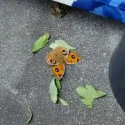 ふゆ