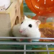しなもん