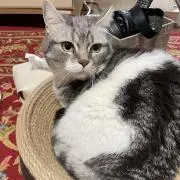 kobatakaの画像