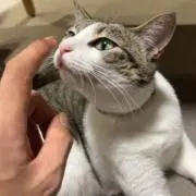 たかの画像