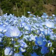 花☆花の画像