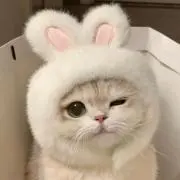にゃあ