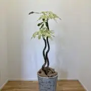 ミルキーウェイ