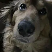 にーる
