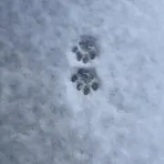 うーがの画像