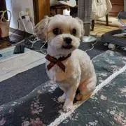 極美品 SRC ウォーカー 直接引取り可 - メルカリ