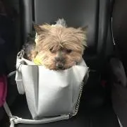 あずきバー