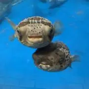 コキリの画像