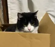 チョッパーの画像