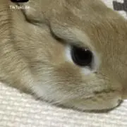 kohaの画像