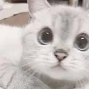ぷの画像