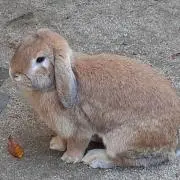 まさりんの画像