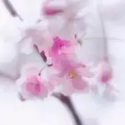 SAKURAの画像