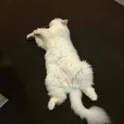 はなの画像
