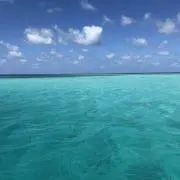 釣りバカの画像