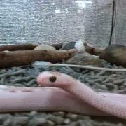 ごんぎつね