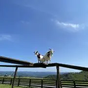 新品未使用】シェーバー洗浄機 TYPE54301 と交換カートリッジ6個